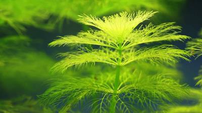 Limnophila aquatica